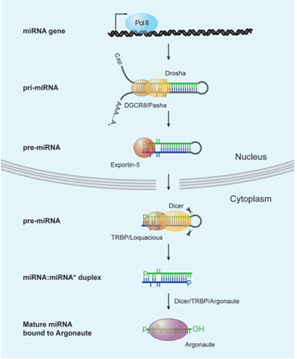 AccuTarget™ Human miRNA Mimic & Inhibitor